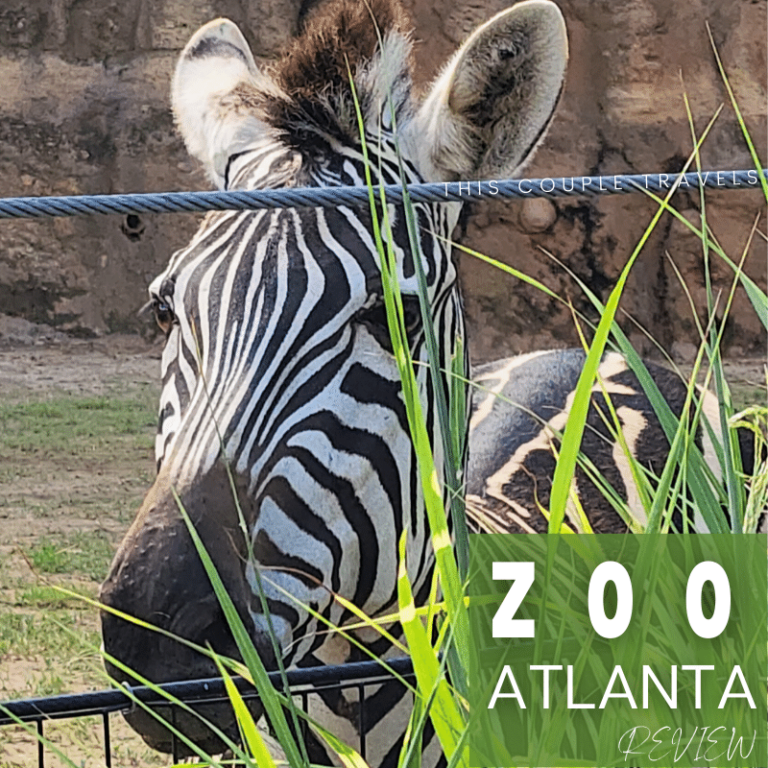 Zoo Atlanta Review: A Comprehensive Guide